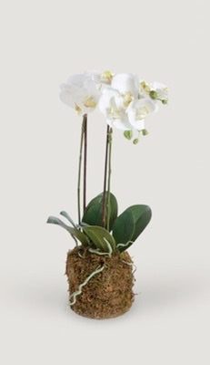 28 inch orchid in moss pot