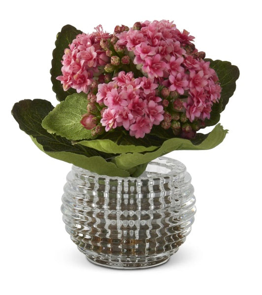 7.5 Inch Pink Kalanchoe in glass vase