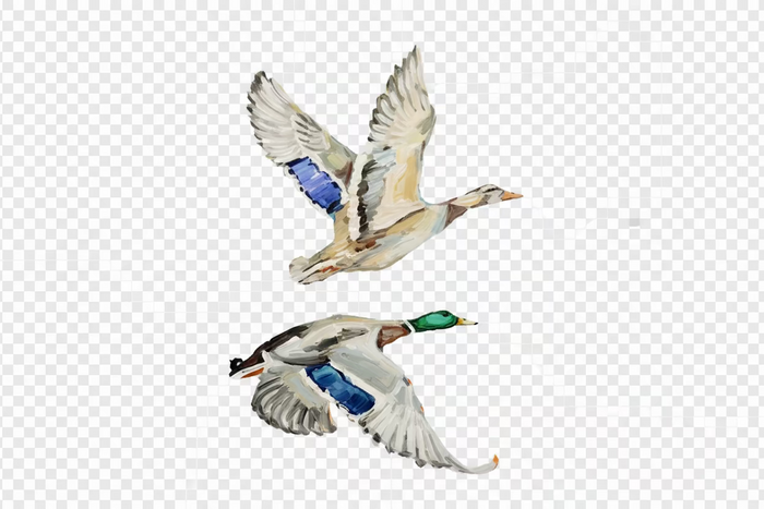 Flying Mallard Print
